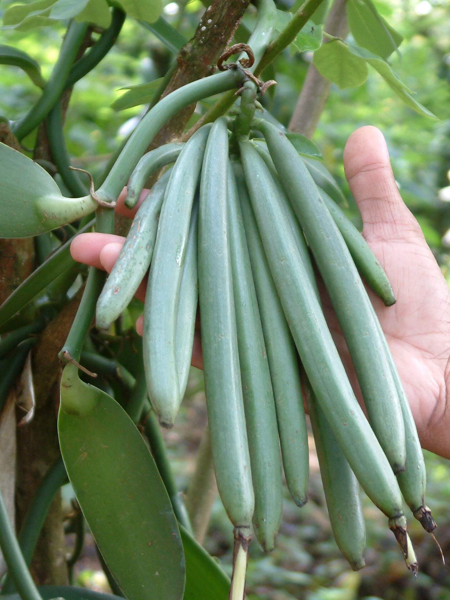 Vanilla — Cured vanilla beans/pods — illustrative photo from Kerala, India; no Tanzania-specific vanilla photograph is currently available under an open license